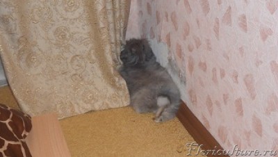 а это он вот так обдирает обои, а потом прячется,типа его не видно