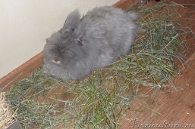 это его угол ,где сено кладем и он ест его и лежит потом