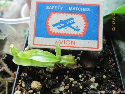 Хокериана увы, пока огорчает, хоть и выдала &amp;quot;миниатюру&amp;quot;