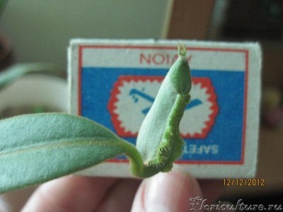 в кувшинчике просвечивается жидкость