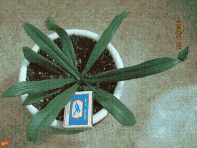 Альбомаргината выглядит лучше, пошла в рост