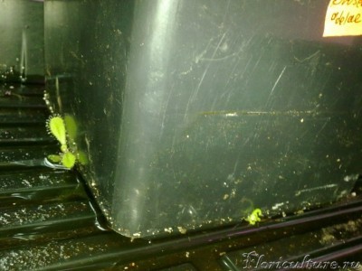 Бедному растению мало 2-литрового горшка, налицо попытка бегства:)