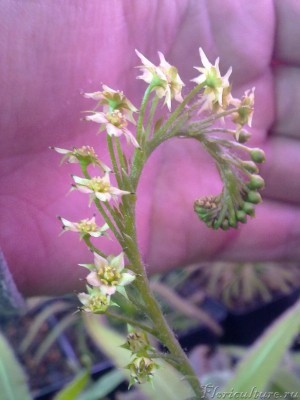 Зимний сюрприз