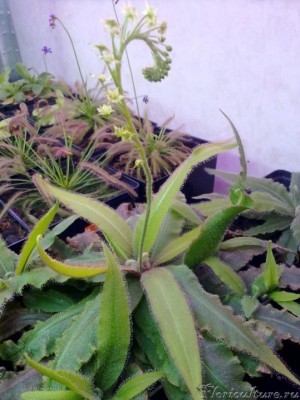 Чудище собственной персоной