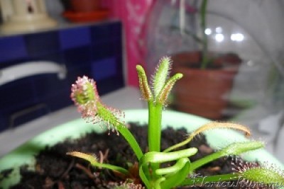 мои мутанты)