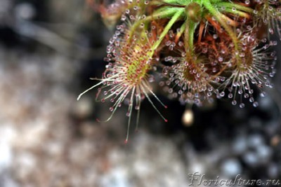 фото взято с сайта http://www.cpphotofinder.com/Drosera.html