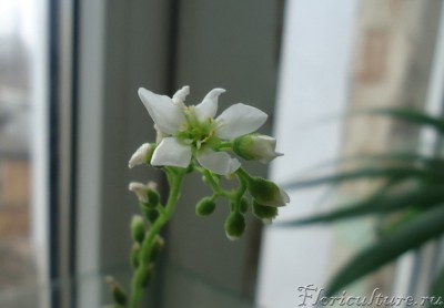 &amp;quot;Альба&amp;quot;