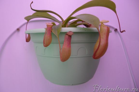 разрастается ventrata после пересадки,с каждым листом все больше кувшин получается))