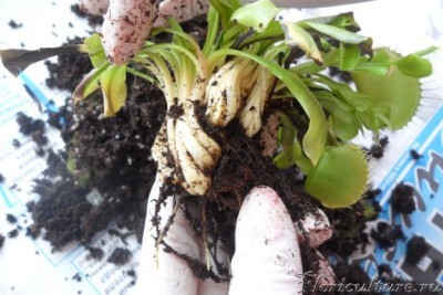 вот такие корешки оказались и много