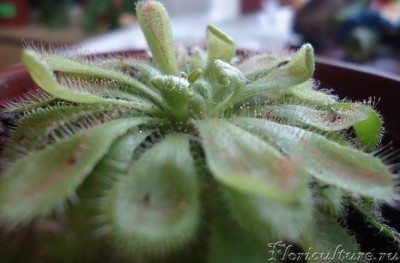 А это вторая , вроде нормальная