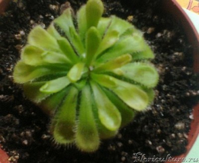 извините за качество- фото только-что сделала с телефона