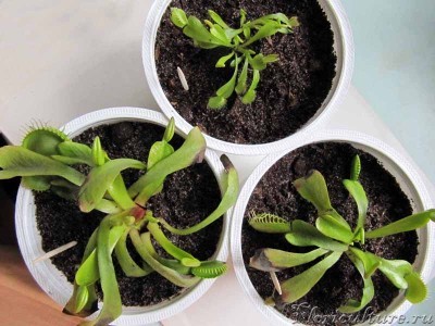 мои хищники в новых апартаментах... как-то глубоковато засели - я насыпала горшочки даже чуть выше кромки, но увлажнившись грунт осел, уровень понизился приблизительно на сантиметр