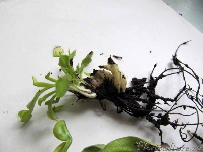 это самый меньший отпрыск - почему-то именно на этом растении больше всего листьев пропало, может потому и оказался самым меньшим