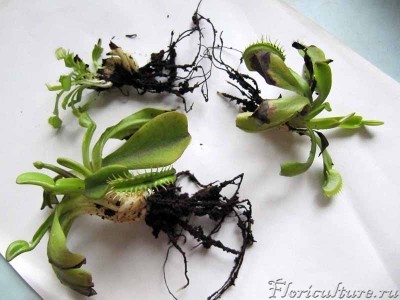 на переднем плане родоначальница с бутоном, успевшая уже где-то раздобыть муху и схомячить её - прямо на камеру торчит из ловушки кусочек мушиного крылышка