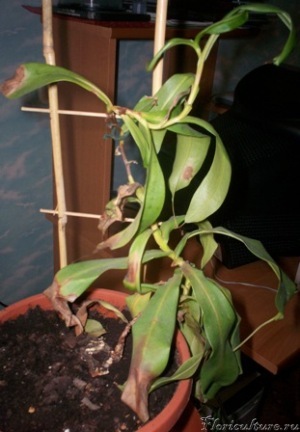 Nepenthes 1.jpg