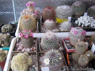 Полянка маммиллярий