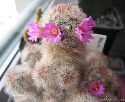 Mammillaria lauii