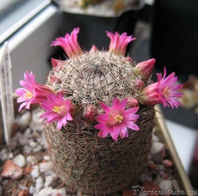 Mammillaria matudae