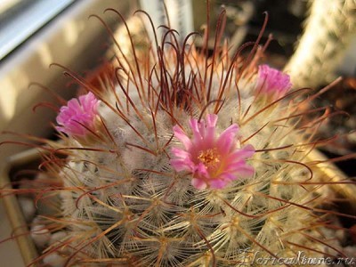 Mammillaria bombycina.jpg