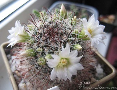 Mammillaria zeilmanniana v. albiflora..jpg