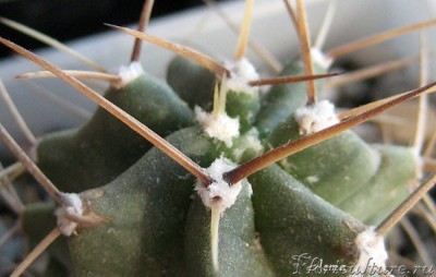 Echinocereus triglochidiatus.jpg