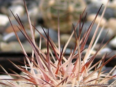 Echinocereus lindsayi.jpg