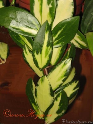 Hoya Vertivulata yellow variegata.jpg