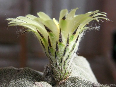 Ast. myriostigma3.jpg