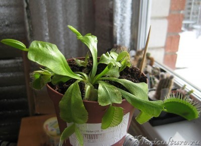 Похоже, не хватает света. Но я больше озабочен вопросом контроля качества воды и грунта.