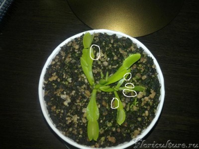 Отмечены подсыхающие кончики