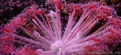 Насколько нравится ей мой полив? Нормально  ли отогнуты белые волоски на черешке листа или нет?