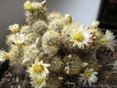 Mammillaria prolifera.jpg