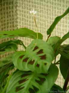 maranta_flowers_1.jpg