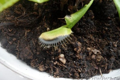 а вот что после