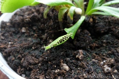 вот она еще зелененькая и муху как раз сама поймала