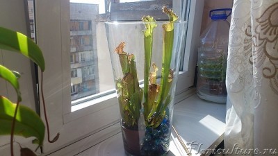 Саррацения