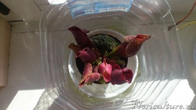 Саррацения пурпурная