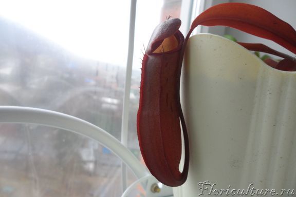 кувшин раскрывается