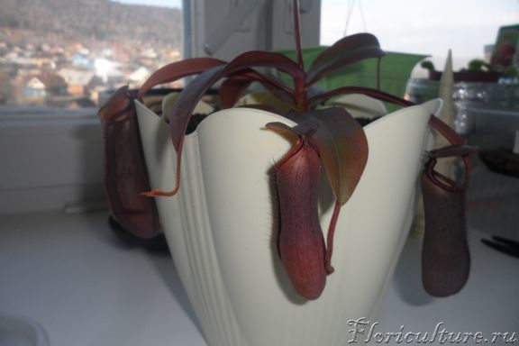 маленькая еще