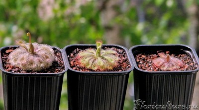 Drosera burmannii.JPG