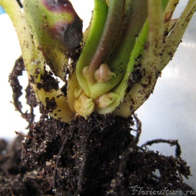 А при ближайшем рассмотрении видны новые почки