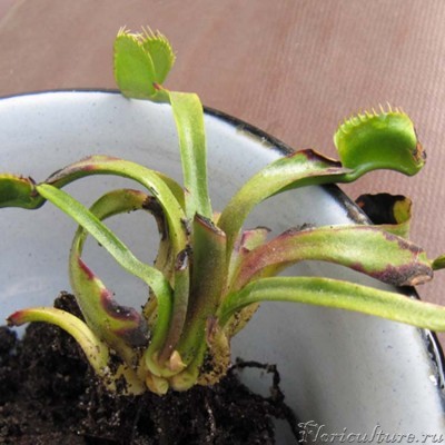 Луковичка выглядит неплохо