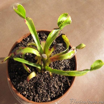 Так она выглядела до пересадки и так же выглядит после. Фото уже пересаженного растения