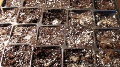 Вот их &amp;quot;инкубатор&amp;quot;.