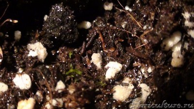 Вот росточки.