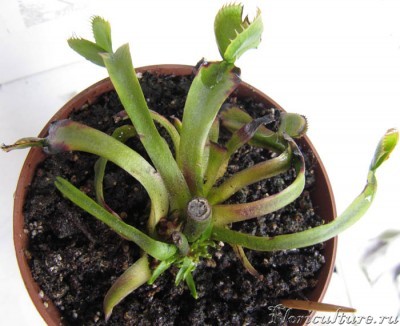 общий вид - во что превратилось то, что я купила год назад