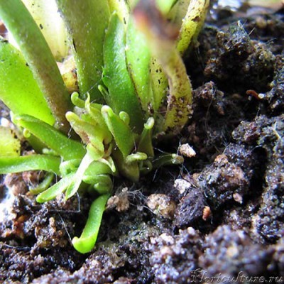 место активного... относительно активного роста