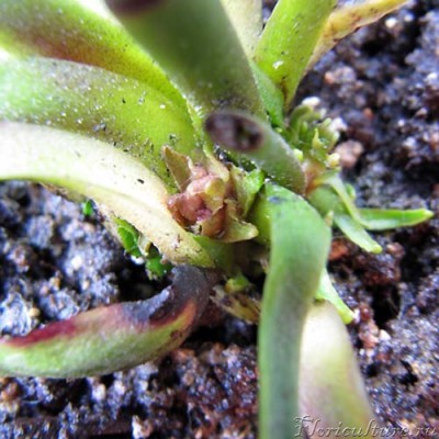 ещё одно место роста, но похоже, уже бывшее... какое-то желтоватое