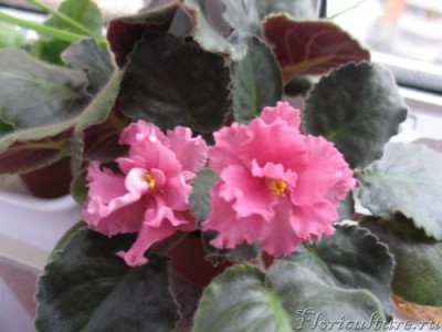 и эта уже тоже заканчивает.