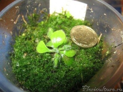 Каким он был год назад)